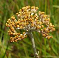 Слика од Helichrysum acutatum DC.