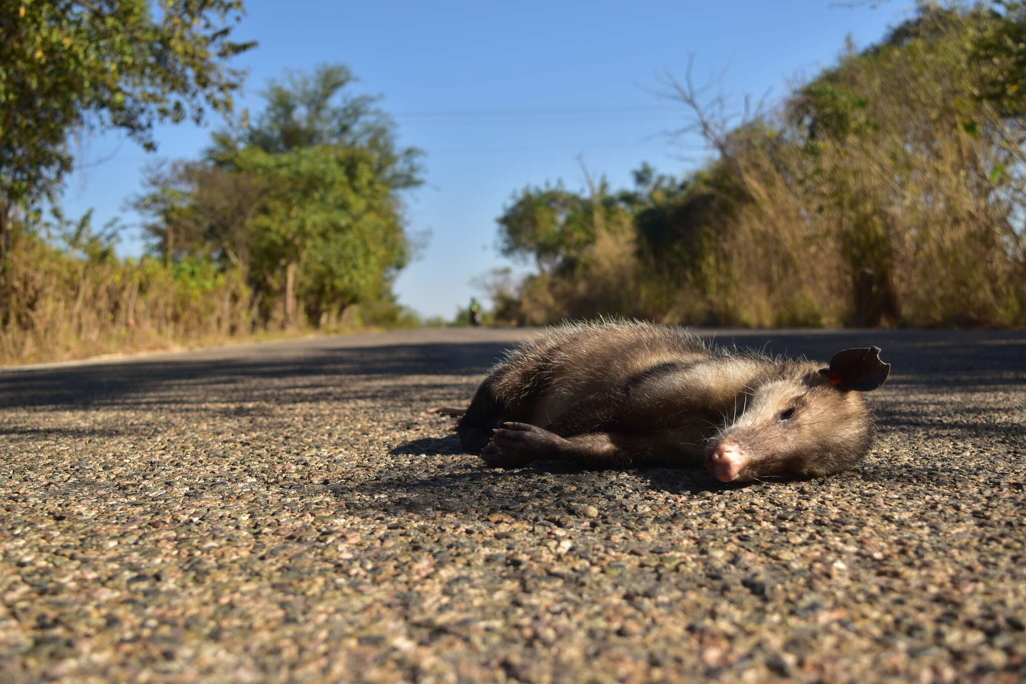 Image of Black-eared Opossum