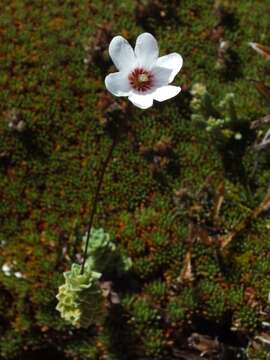 Image of Forstera sedifolia Forst. fil.