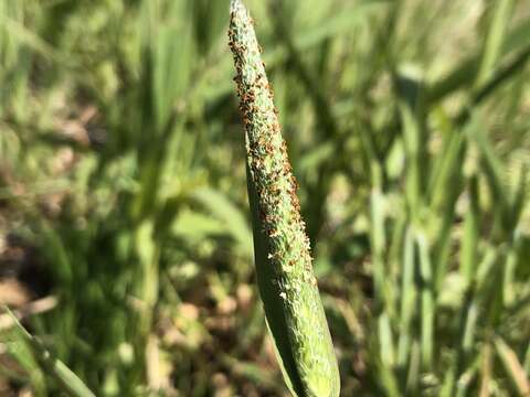 Image of Alopecurus aequalis var. amurensis (Kom.) Ohwi