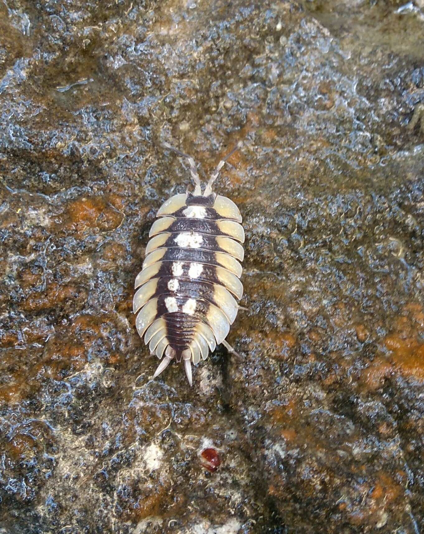 Image of Porcellio expansus Dollfus 1892