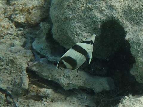 Chaetodon striatus Linnaeus 1758 resmi