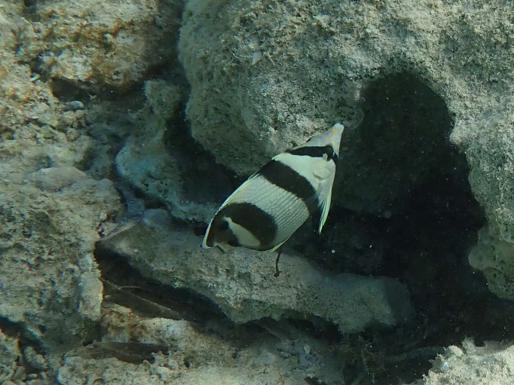 Image of Banded Butterflyfish