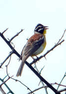 Image of Emberiza flaviventris kalaharica Roberts 1932