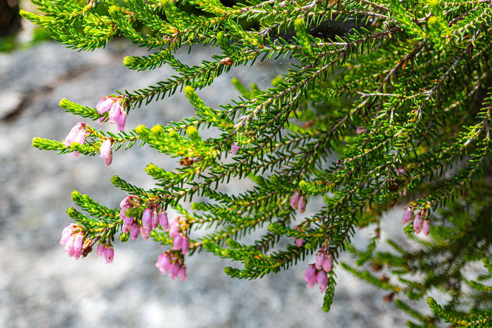 Image of Erica terminalis Salisb.