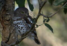 Image of Glaucidium capense ngamiense (Roberts 1932)