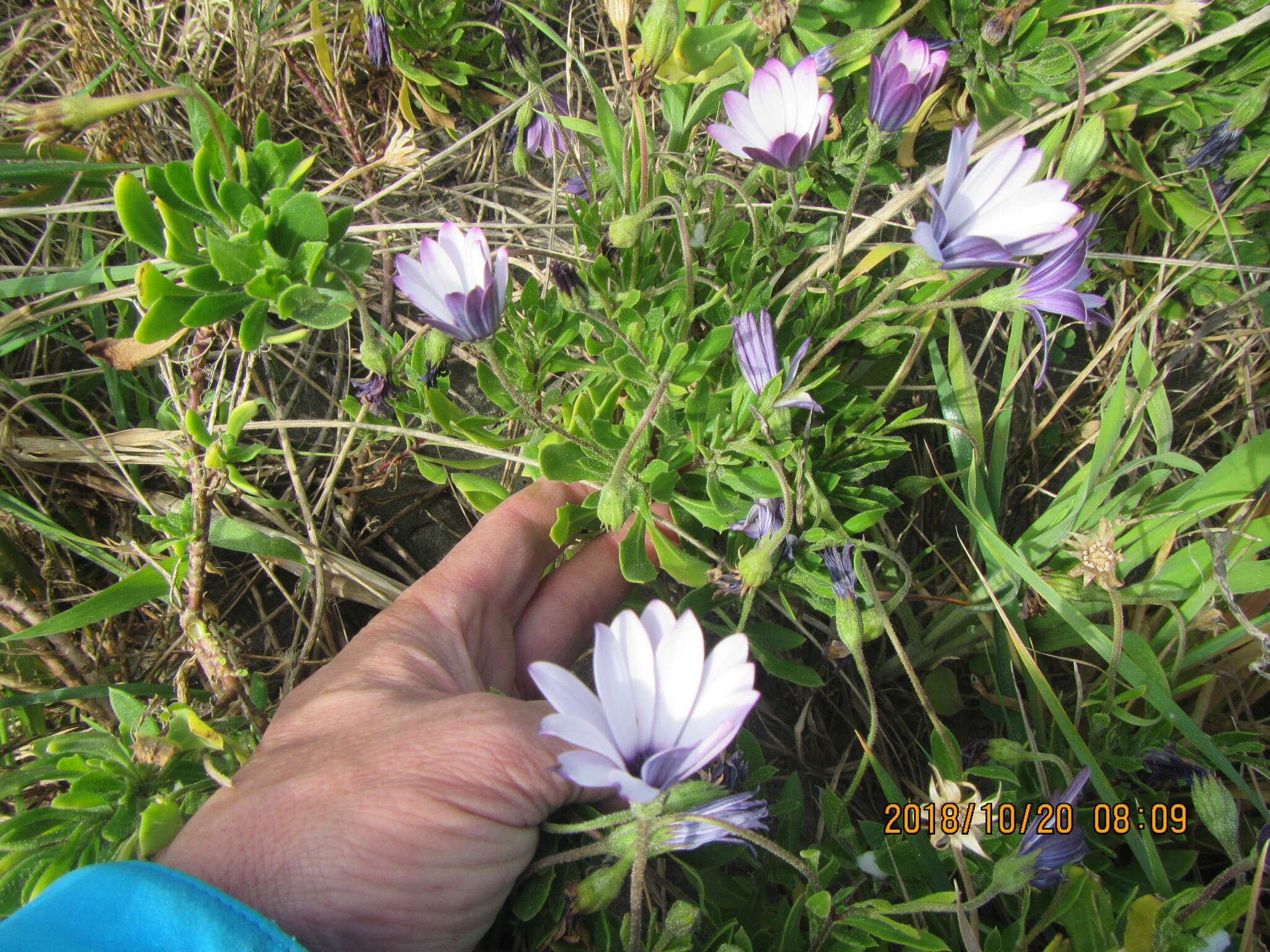 Image of shrubby daisybush