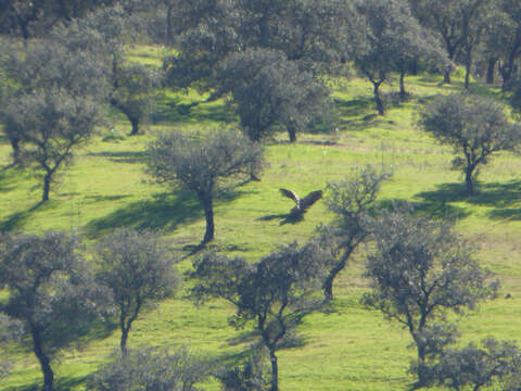 Image of Eurasian Griffon Vulture