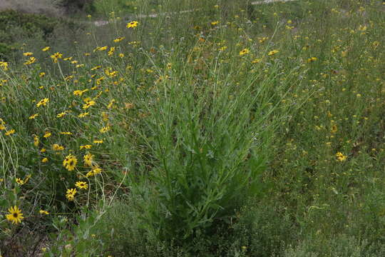 Plancia ëd Volutaria tubuliflora (Murb.) Sennen