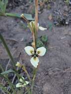 Moraea tricuspidata (L. fil.) G. J. Lewis resmi