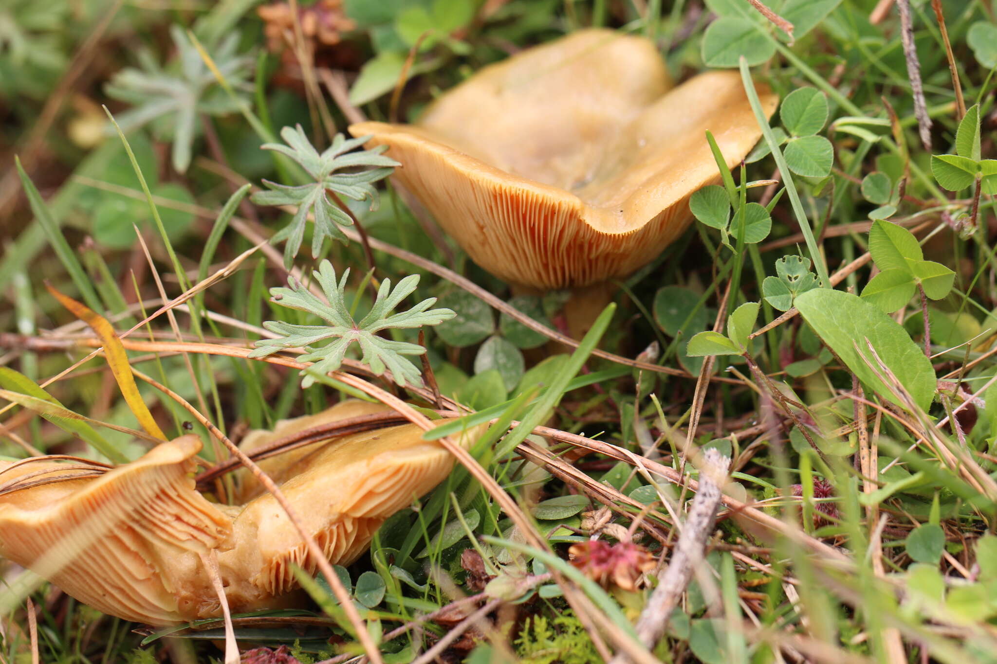 Image of Lactarius deliciosus (L.) Gray