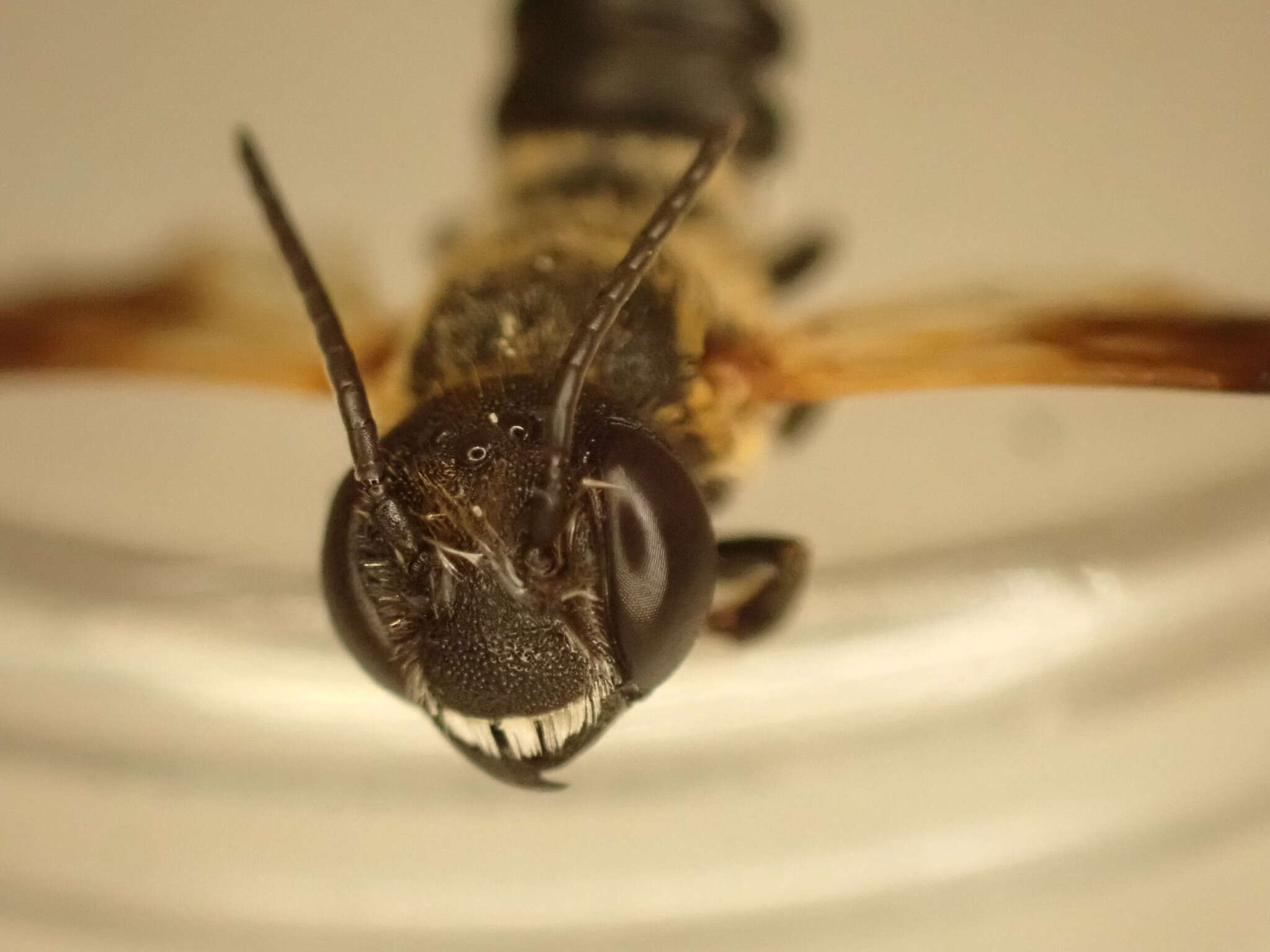 Image of Bee