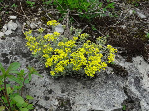 Слика од Alyssum obovatum (C. A. Mey.) Turcz.