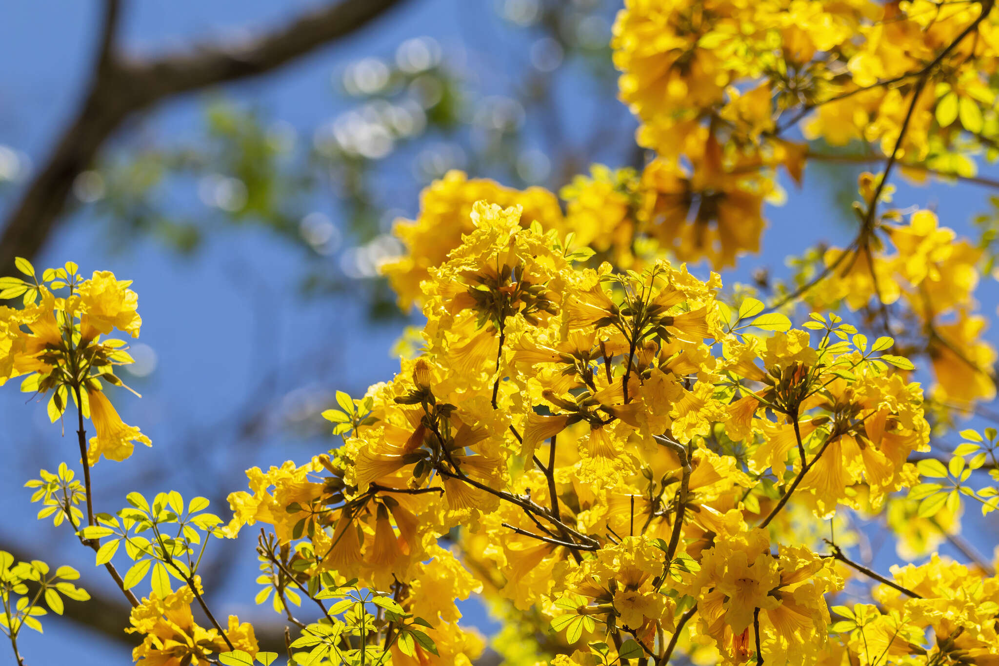 صورة Handroanthus cristatus (A. H. Gentry) S. O. Grose