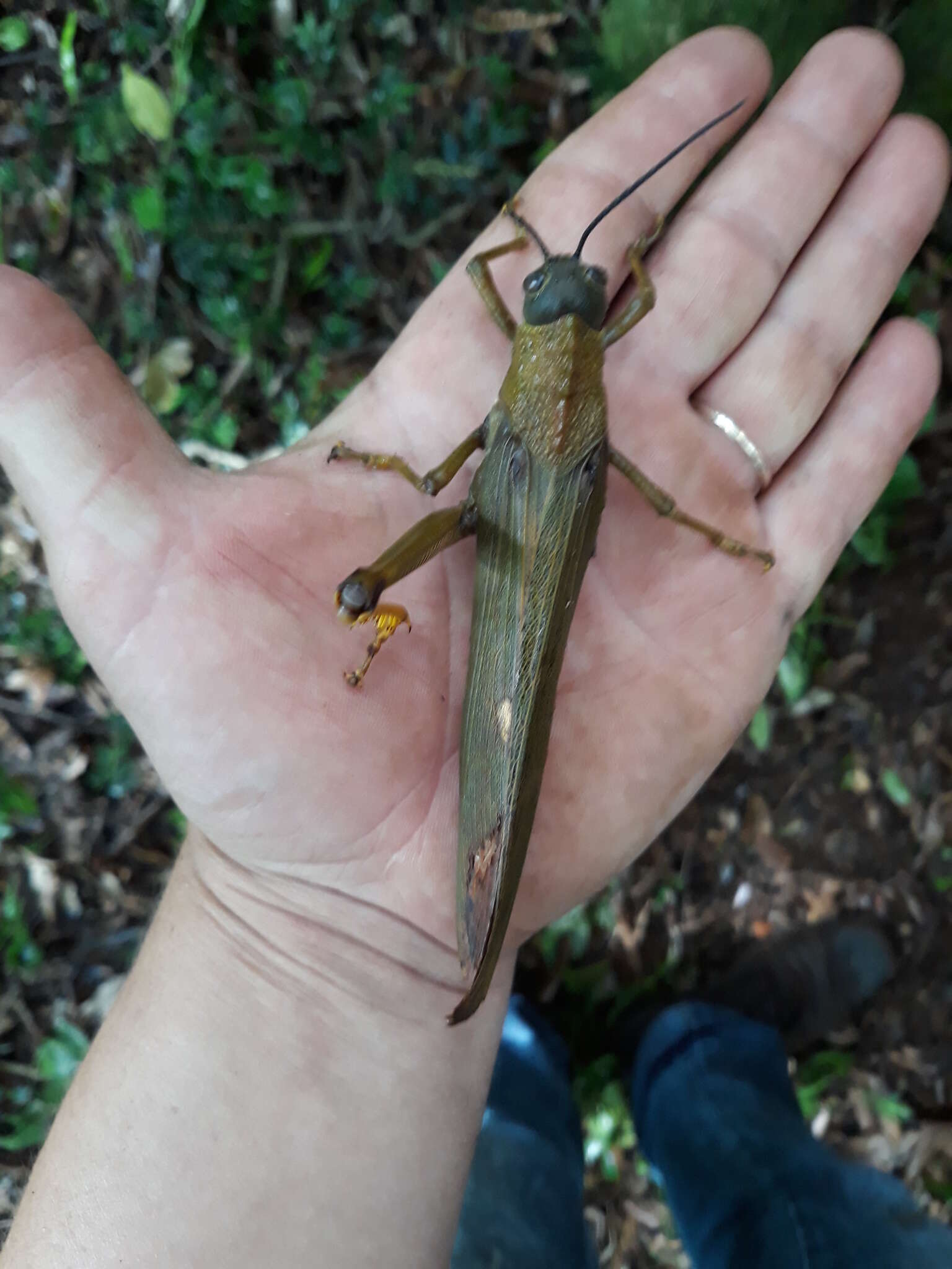 Image of Tropidacris cristata grandis (Thunberg 1824)