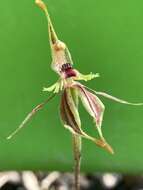 Caladenia plicata Fitzg.的圖片