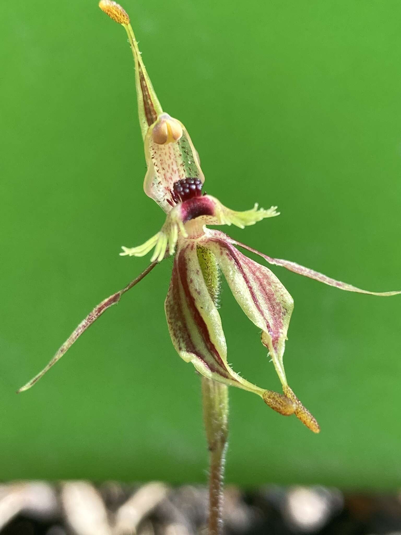 Caladenia plicata Fitzg.的圖片