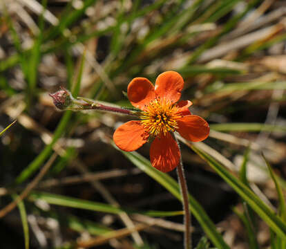 Image of Geum coccineum Sibth. & Sm.