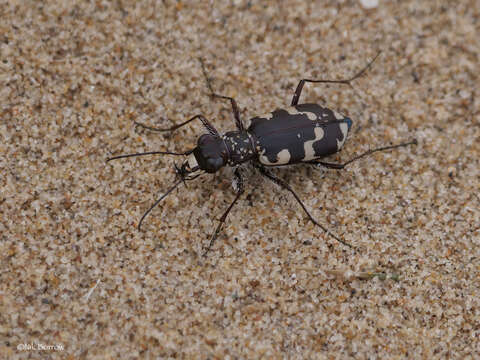 Image of Dune tiger beetle