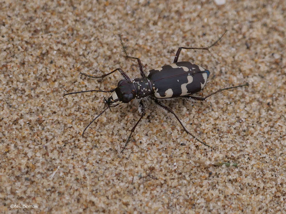 Image of Dune tiger beetle