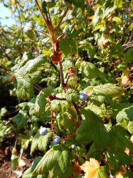 Image of mapleleaf currant