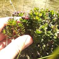 Image of Baccharis arbutifolia (Lam.) Vahl