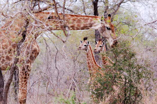 Image of Southern giraffe