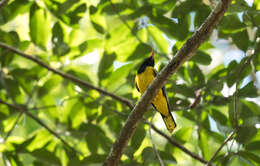 Image of Western Black-headed Oriole