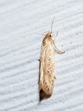 Image of Limnaecia phragmitella Stainton 1851