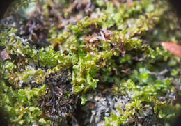 Image of toothed plagiomnium moss