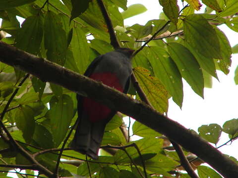 Image of Slaty-tailed Trogon