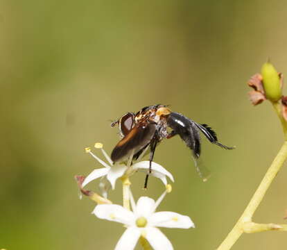 Image of Trichopoda pictipennis Bigot 1876