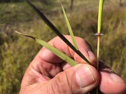 Plancia ëd Bothriochloa ewartiana (Domin) C. E. Hubb.