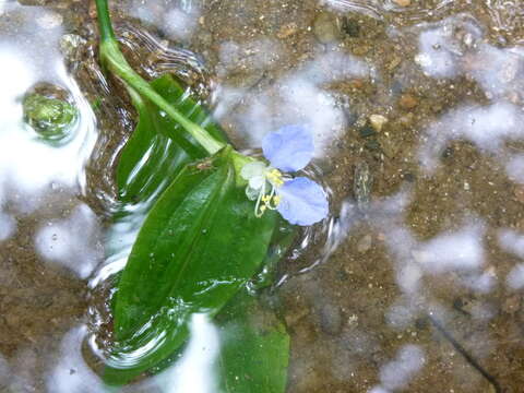 Image of Commelina communis var. communis