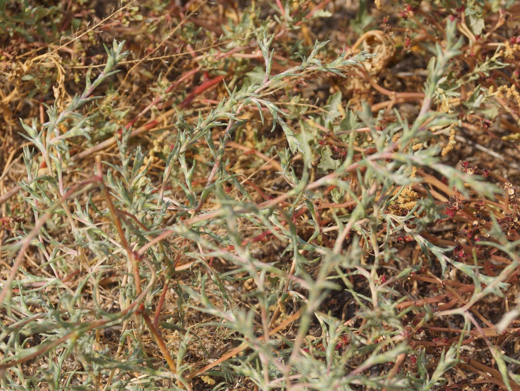 Image of Petrosimonia triandra (Pall.) Simonkai