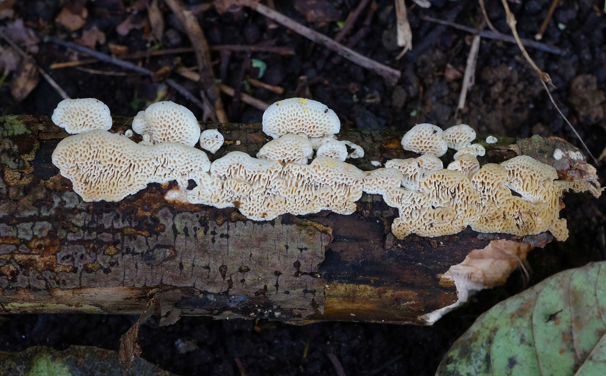 Image of Brunneoporus malicola (Berk. & M. A. Curtis) Audet 2017