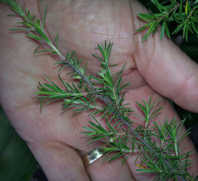 Image of Kunzea linearis (Kirk) de Lange & Toelken