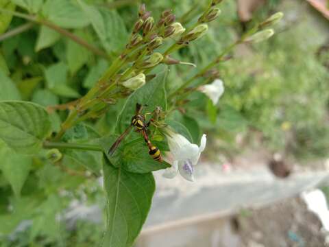 Image of Yellow and black potter wasp