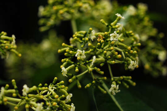 Image of poison devil's-pepper