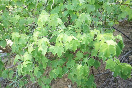 Image of Jatropha malacophylla Standl.