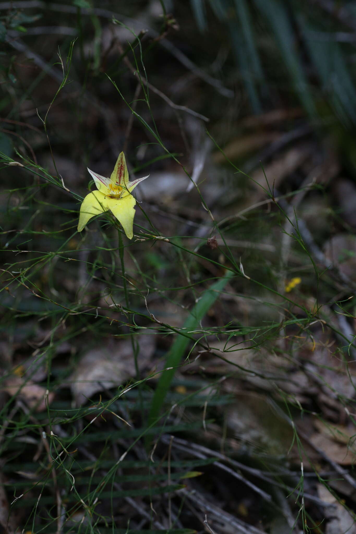 Image of Karri cowslip orchid