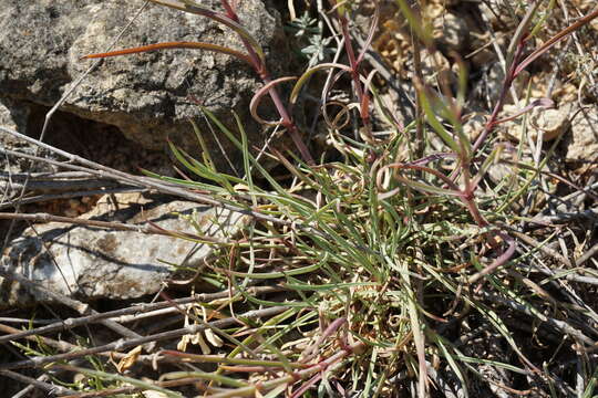 Image of Gypsophila pallasii S. S. Ikonnikov