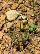 Image of curved sicklegrass