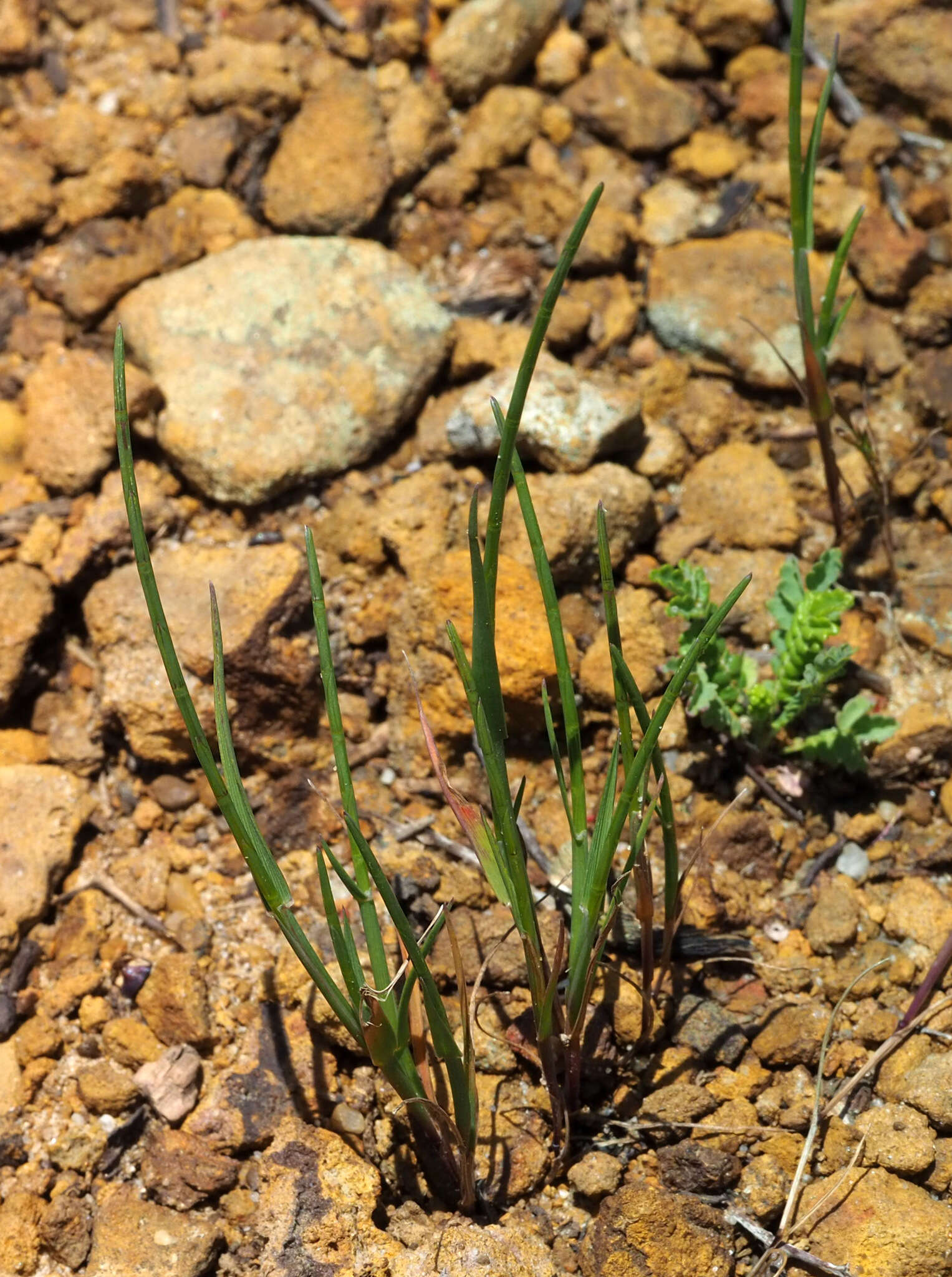Image of curved sicklegrass