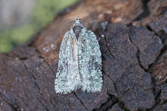 Image of Acleris literana Linnaeus 1758