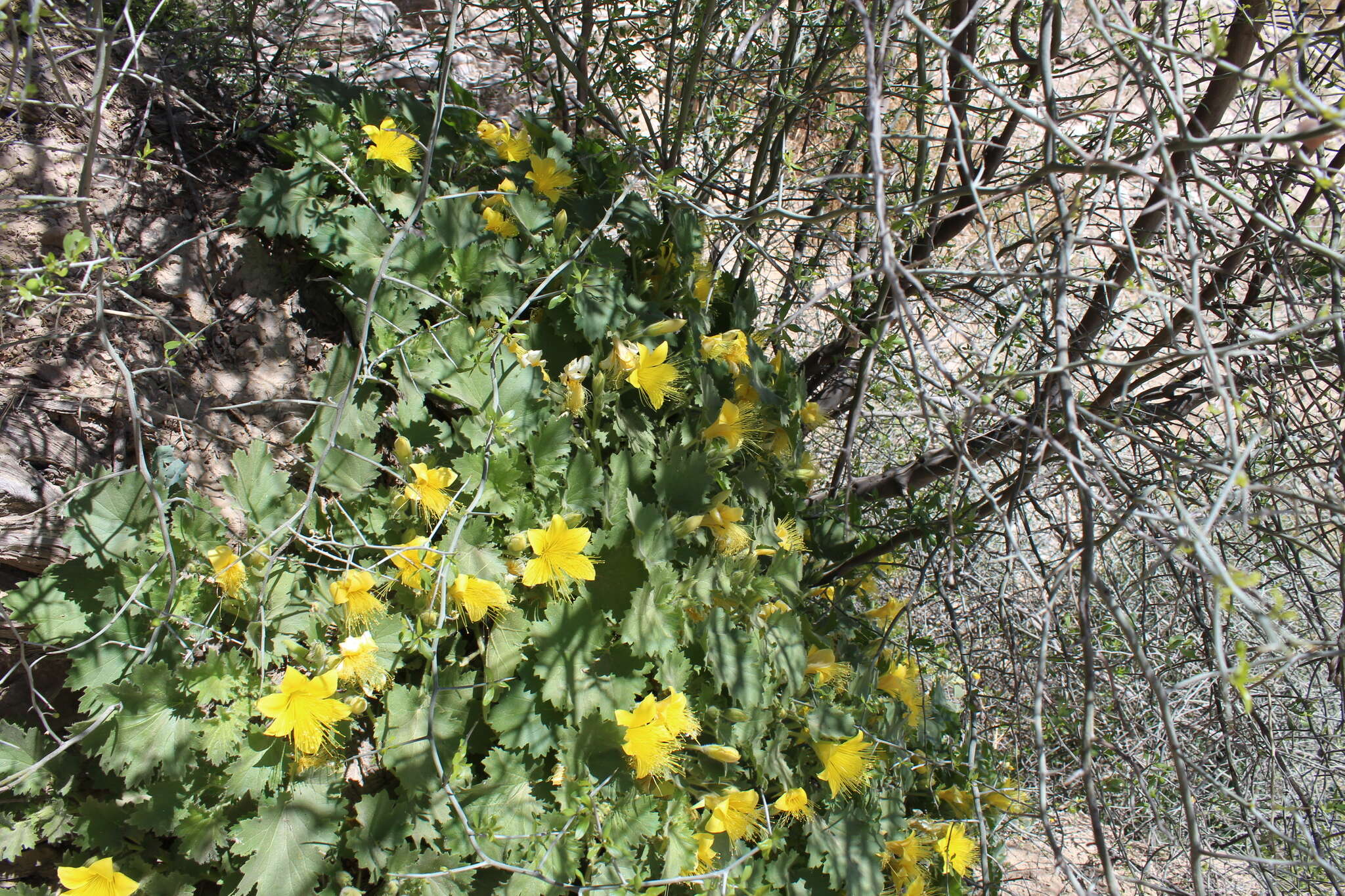 Image of yellow stingbush