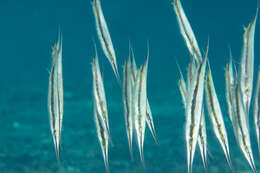 Image of Hinged shrimpfish