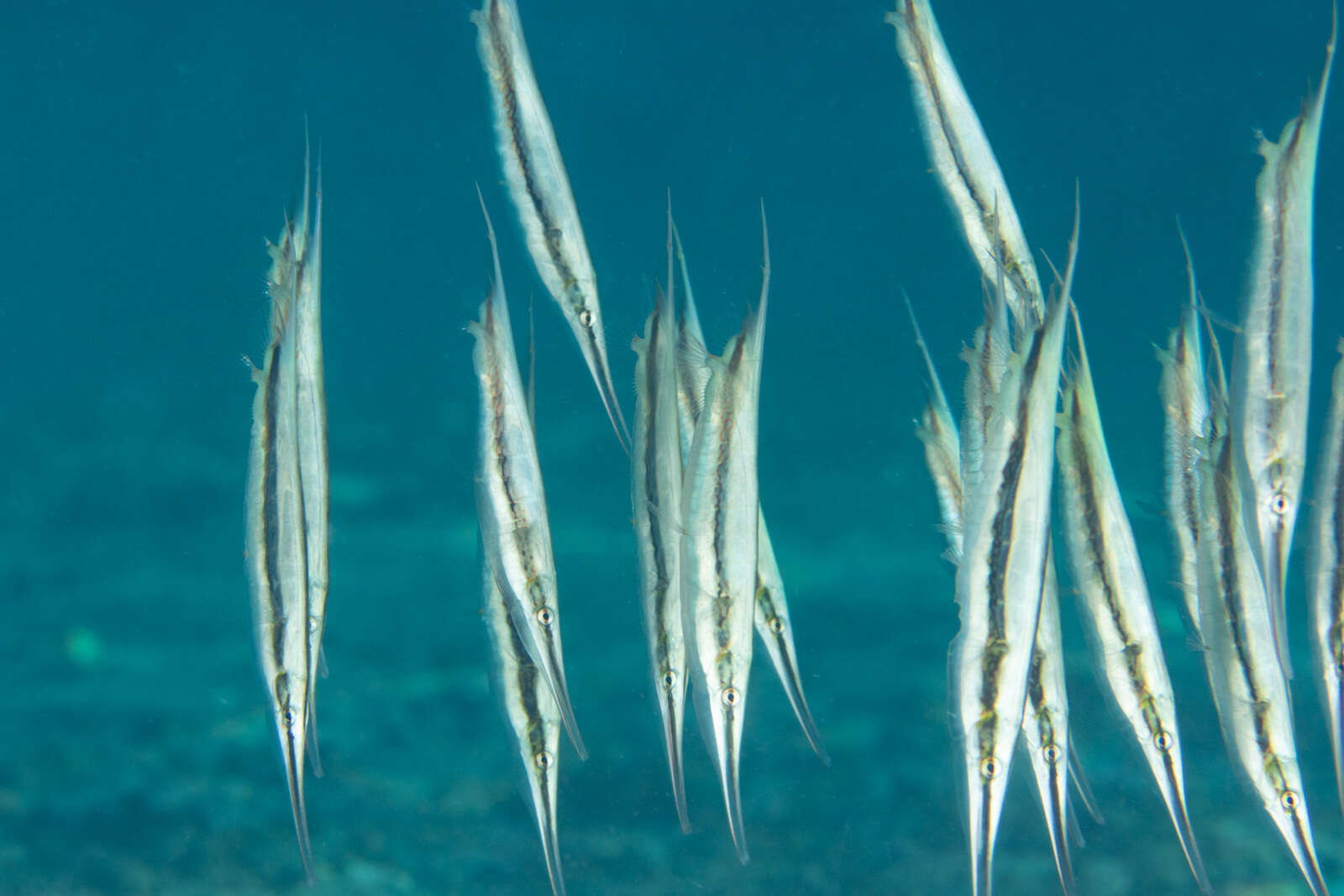 Image of Hinged shrimpfish