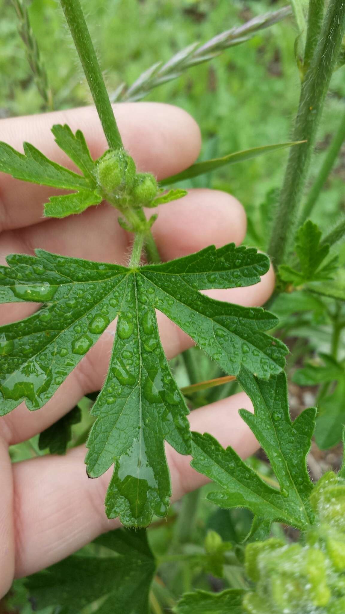 Image of european mallow