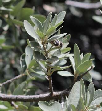 Image of Chihuahuan oak